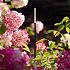 BREEZE LOW